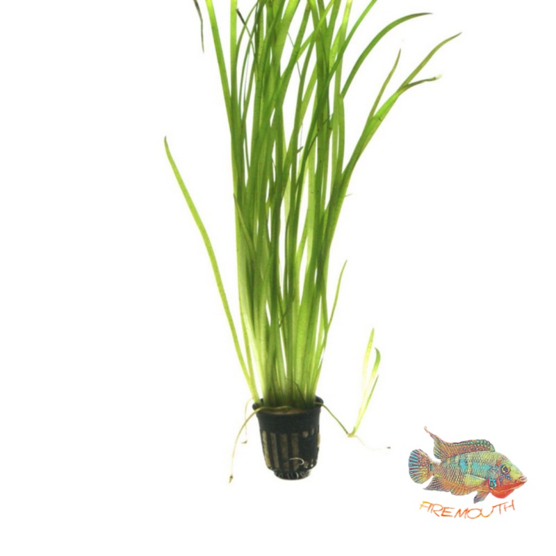 Vallisneria Spiralis | planta para acuario