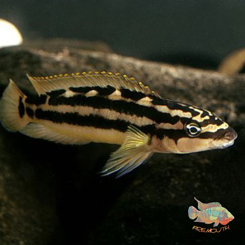 Julidochromis Ornatus | peces de agua dulce