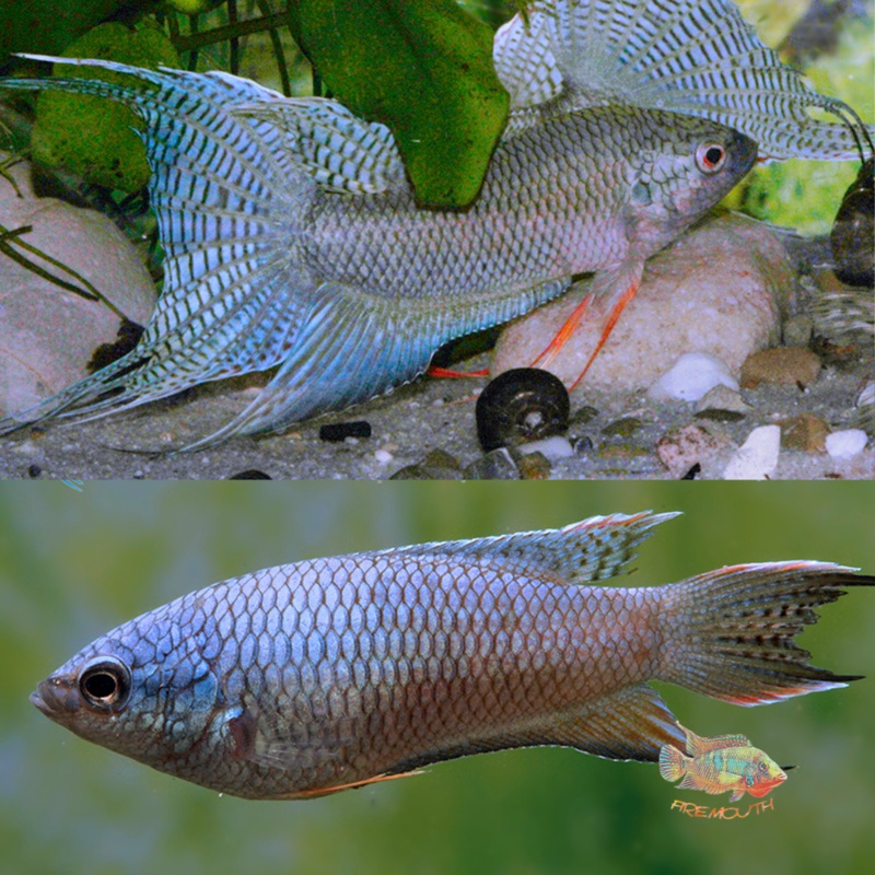 Macropodus spechti Royal Blue | peces agua dulce