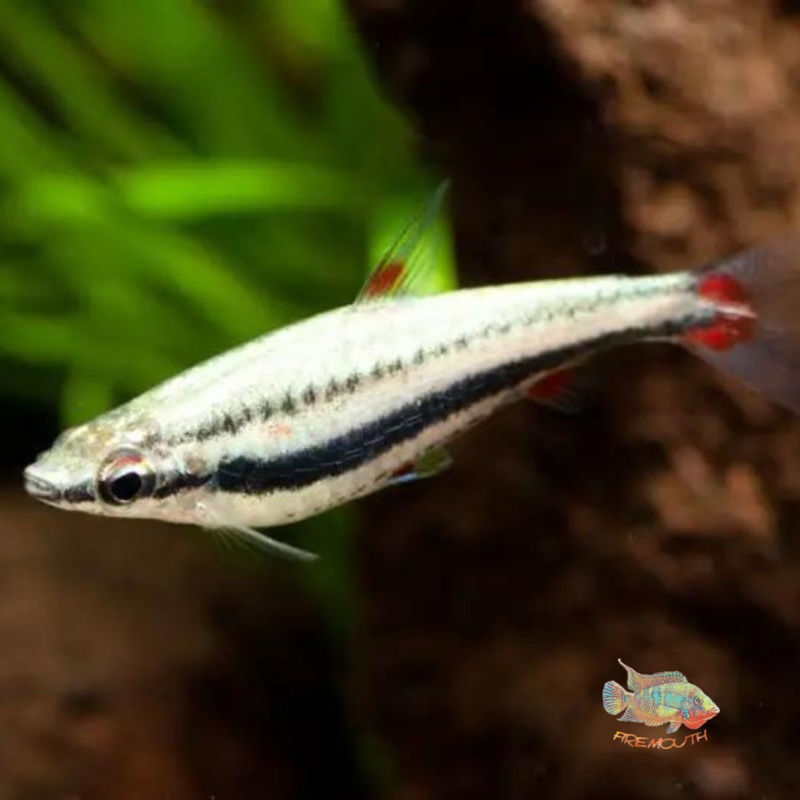 Nannostomus trifasciatus | peces agua dulce