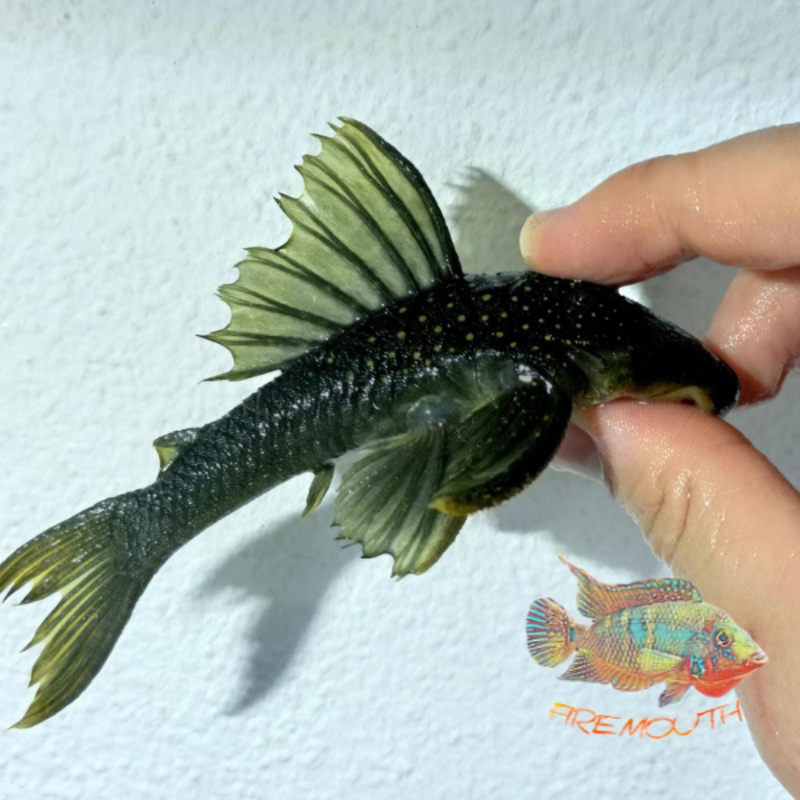 Pleco fantasma verde L200 | peces agua dulce