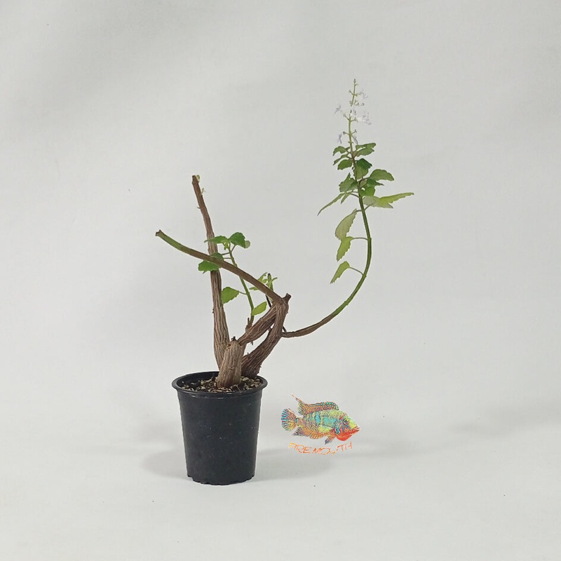 Plectranthus ernstii