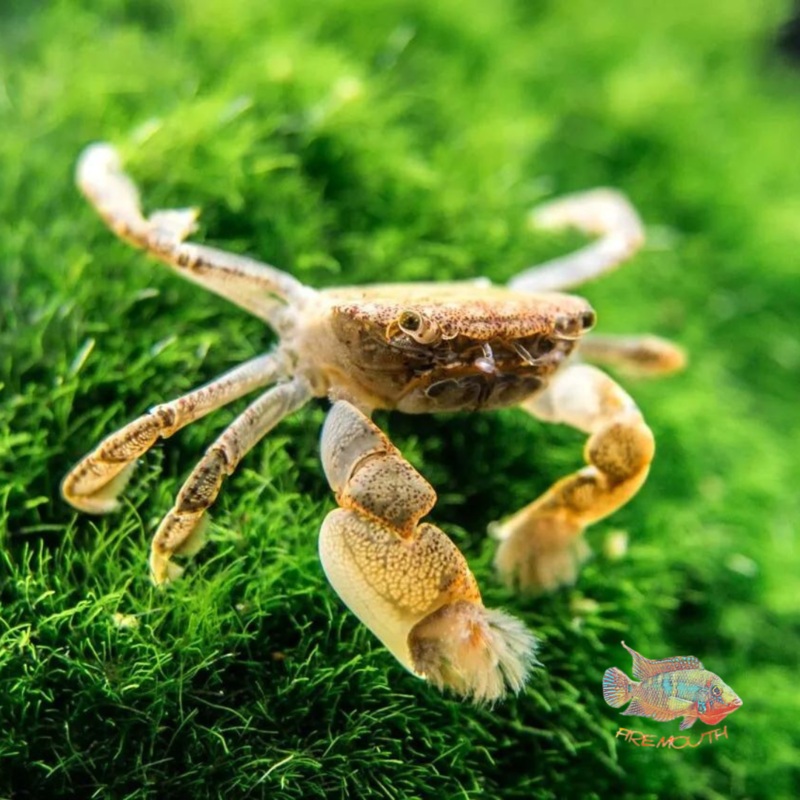 Ptychognathus Barbatus - Cangrejo enano pom pom