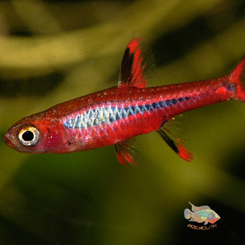 Rasbora Mosquito | peces de agua dulce