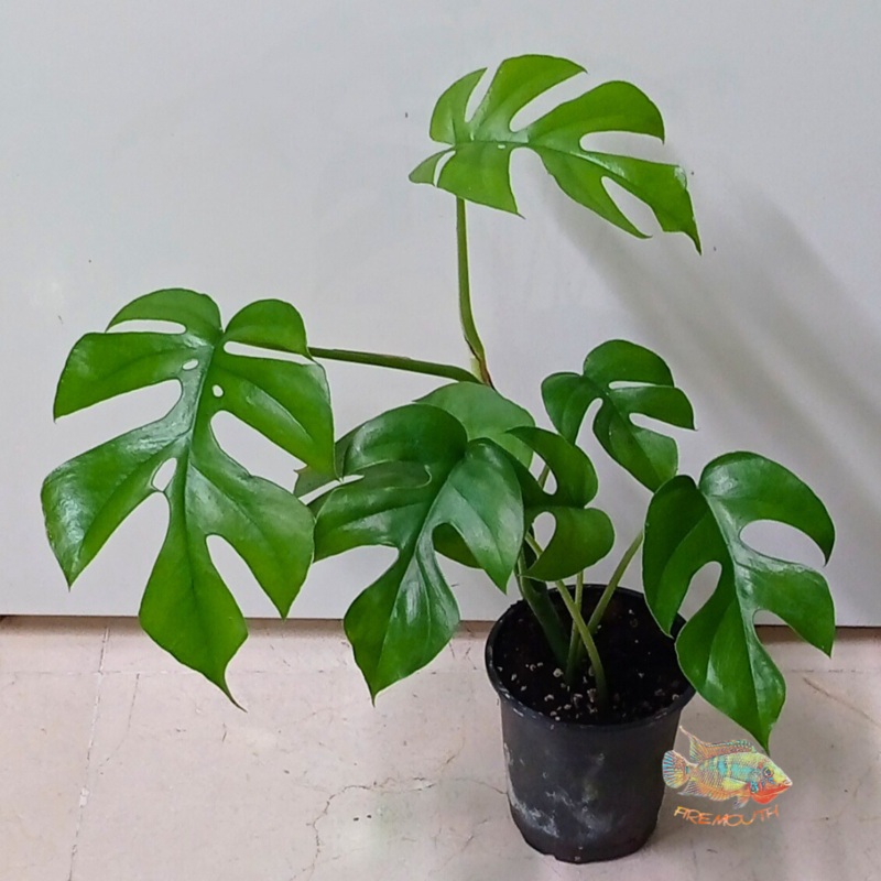 Rhaphidophora tetrasperma | terrario