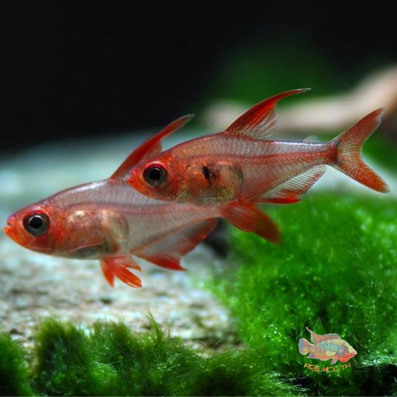 Tetra fantasma rojo | peces de agua dulce