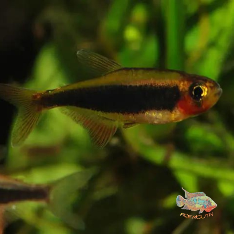 Tucanoichthys tucano | peces agua dulce