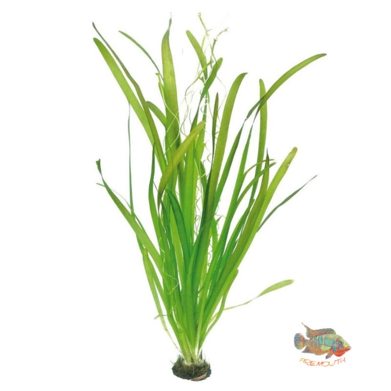Vallisneria Gigantea | planta de acuario