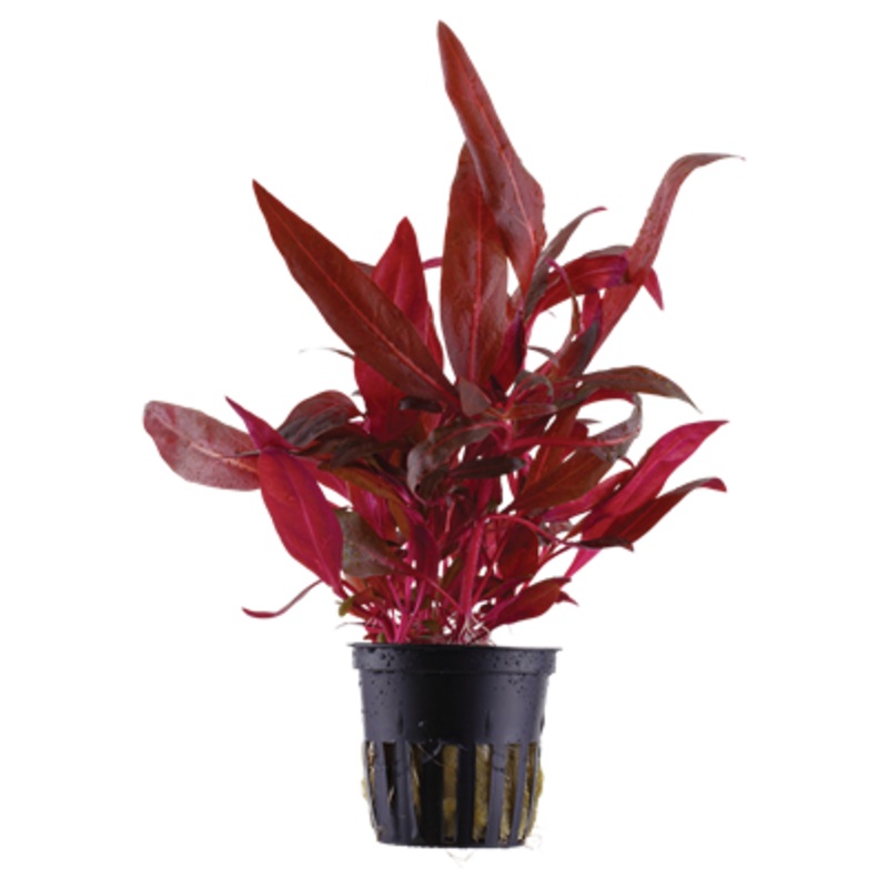 Alternanthera reineckii 'Rosanervig' | planta de acuario
