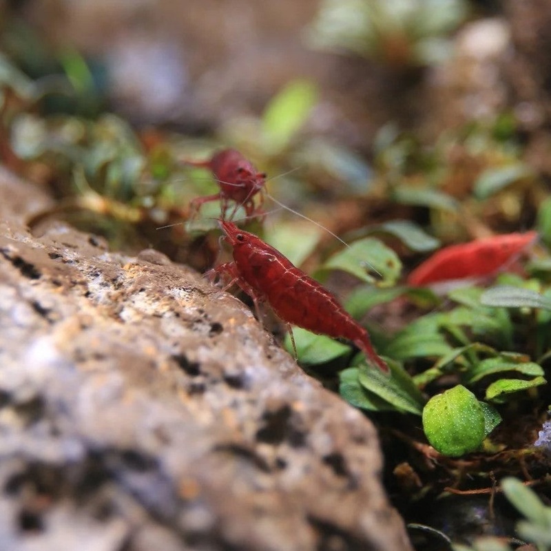 Neocaridina Red Fire