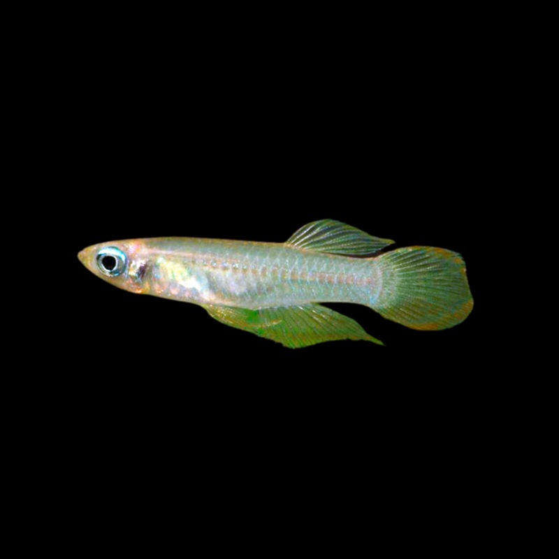 Pez ojo de lmpara - APLOCHEILICHTHYS NORMANI | peces agua dulce