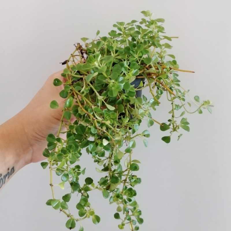 Pilea depressa | terrario