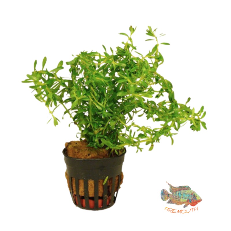Rotala Bossii | planta para acuario