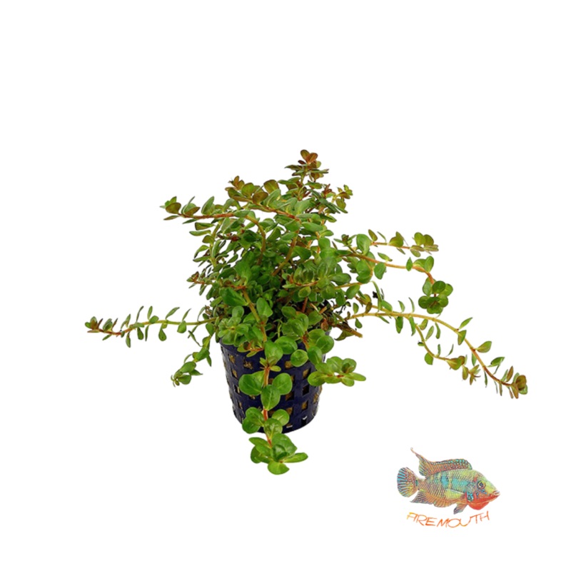 Rotala colorata | planta de acuario