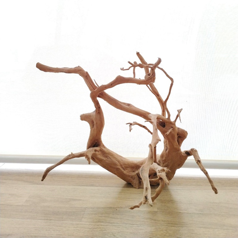 Spider wood seleccionada n 2