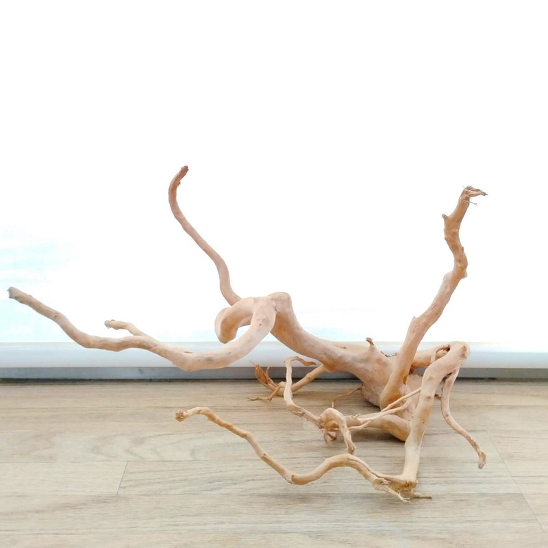 Spider Wood Seleccionada n 8