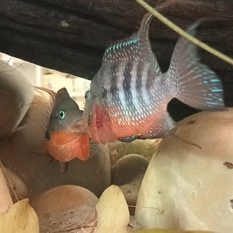 Thorichthys meeki - rio Candelaria F1 | peces agua dulce
