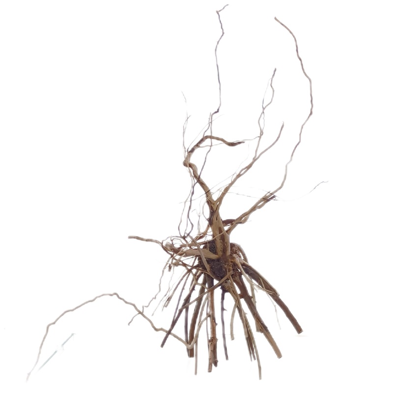 Light Wood n 1 - decoracin natural seleccionada