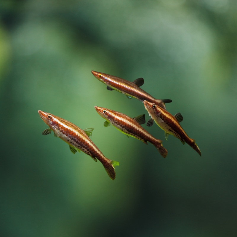 Nannobrycon eques | peces agua dulce