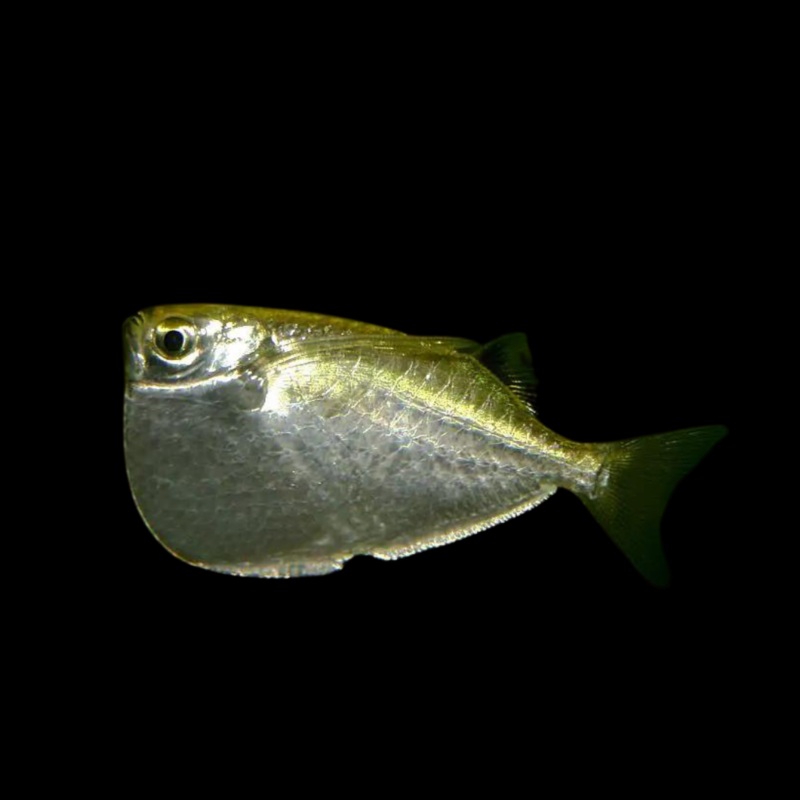 Pez hacha plateado THORACOCHARAX STELLATUS | peces agua dulce