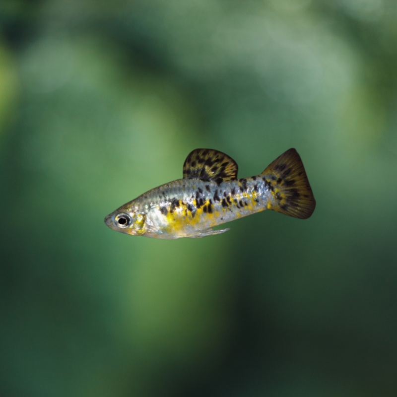 Poecilia Ornata