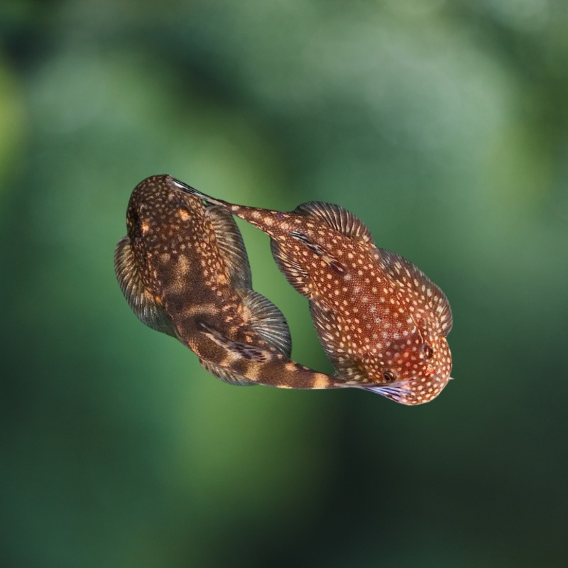 Pseudogastromycon Ocellatus | pleco de Borneo