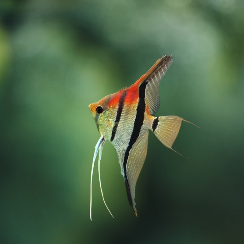 Pterophyllum manacapuru super red | peces agua dulce, talla pequea