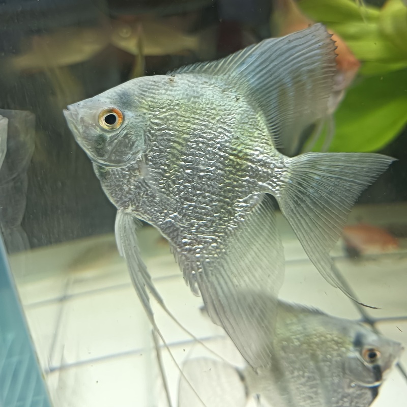 Pterophyllum scalare Blue Diamond XL | peces agua dulce