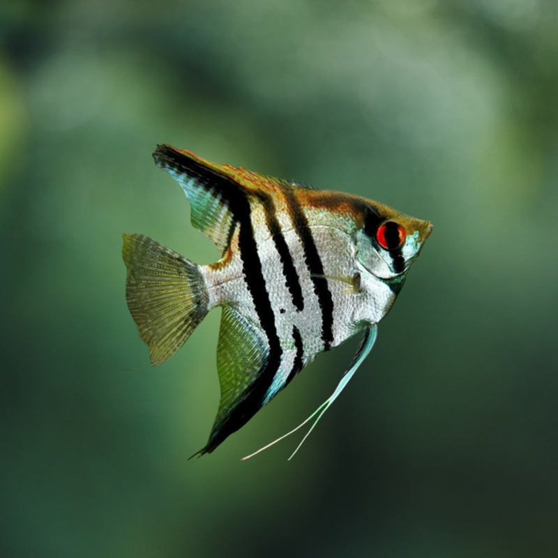 Pterophyllum scalare Zebra 4-5 | peces agua dulce