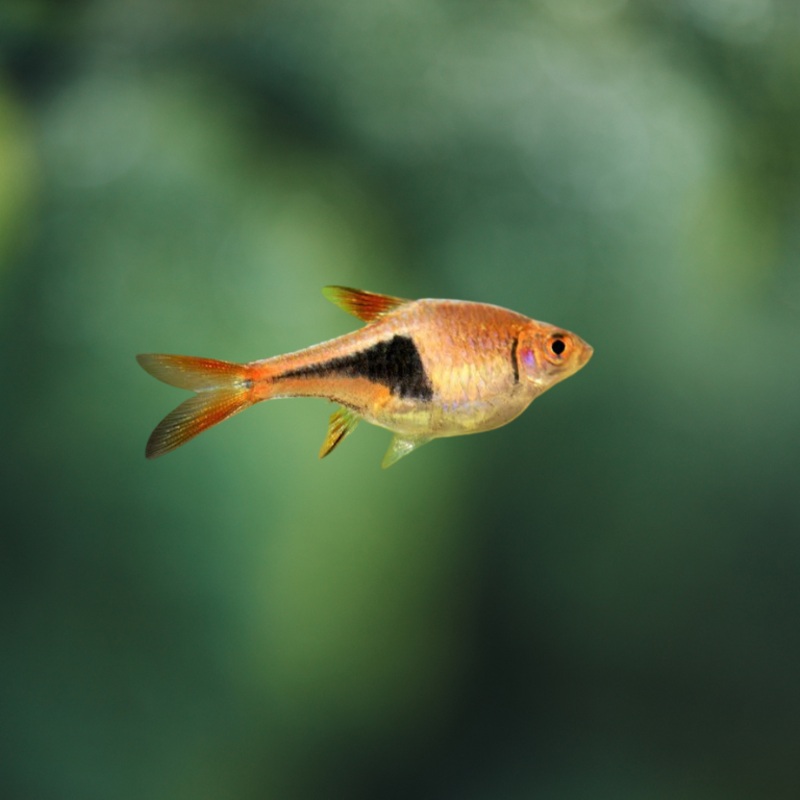 Rasbora heteromorpha | Arlequn