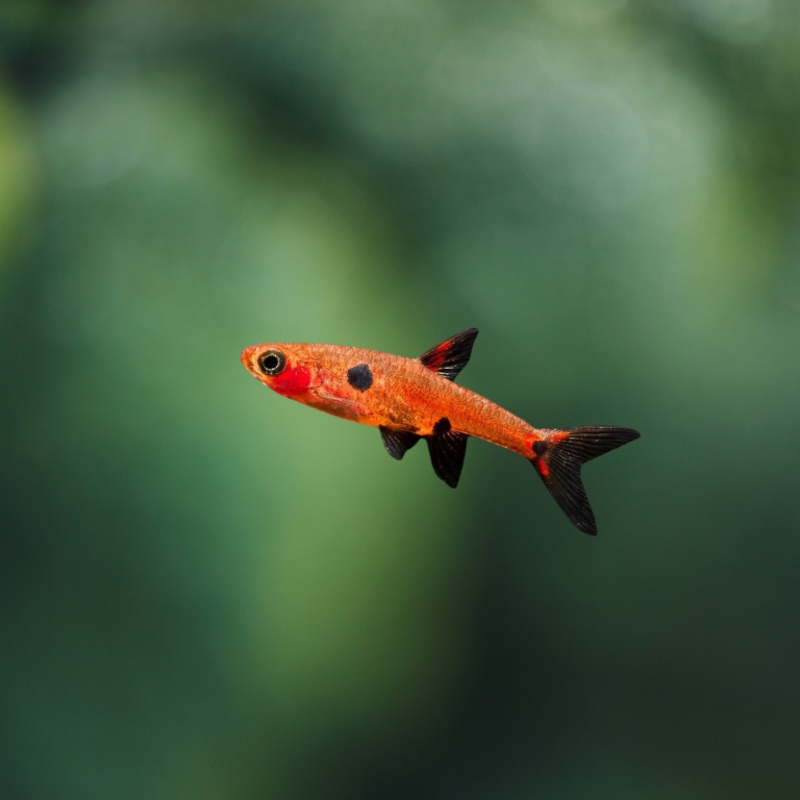 Rasbora Maculata