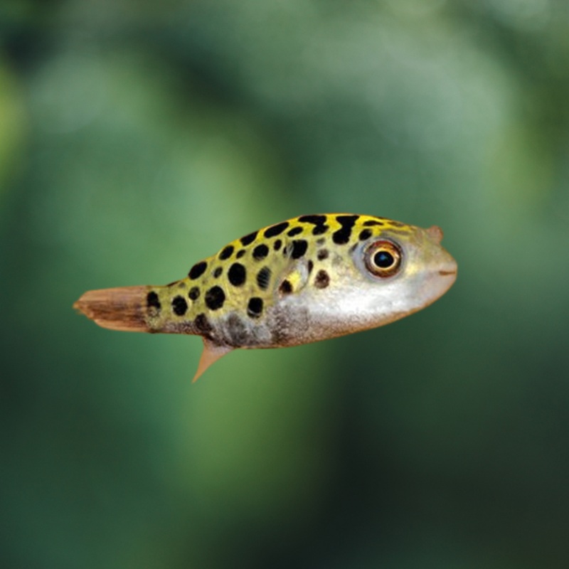 Tetraodon Nigroviridis - pez globo de agua dulce