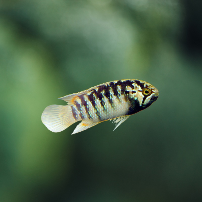 Nannacara Adoketa 3,5-4,5 cm | peces agua dulce