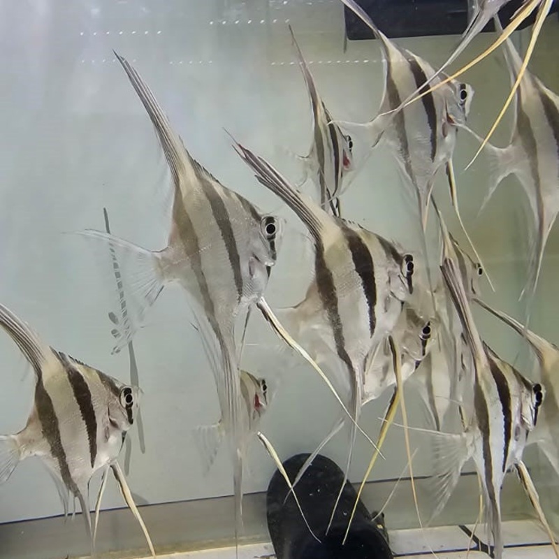 Pterophyllum Altum 3-3,5 (real form)