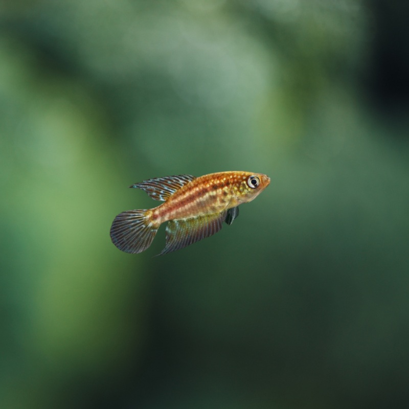Simpsonichthys constanciae pareja | peces agua dulce