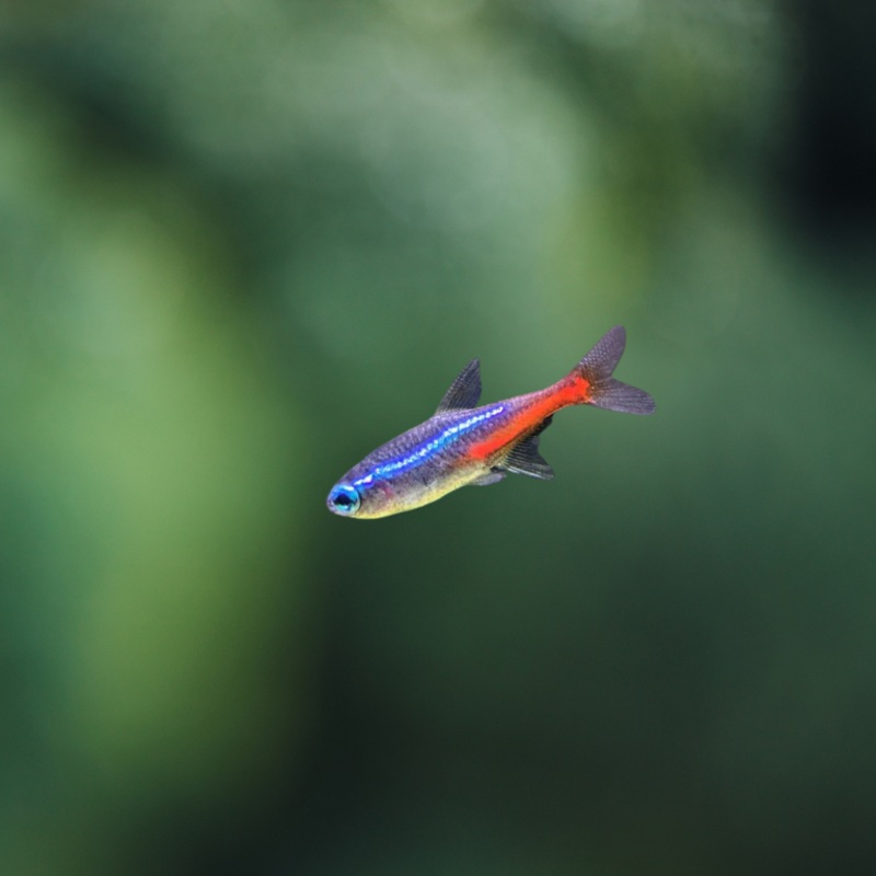 Tetra nen innesi | Paracheirodon Innesi