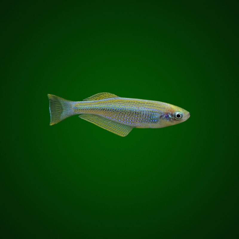 Lamprichthys Tanganicanus 3,5-4