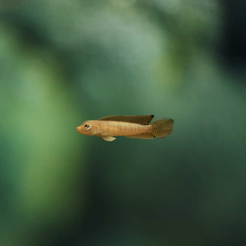 Lamprologus tigripictilis 4-5cm