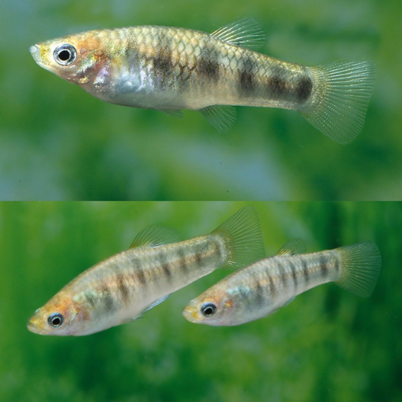 Limia Islai