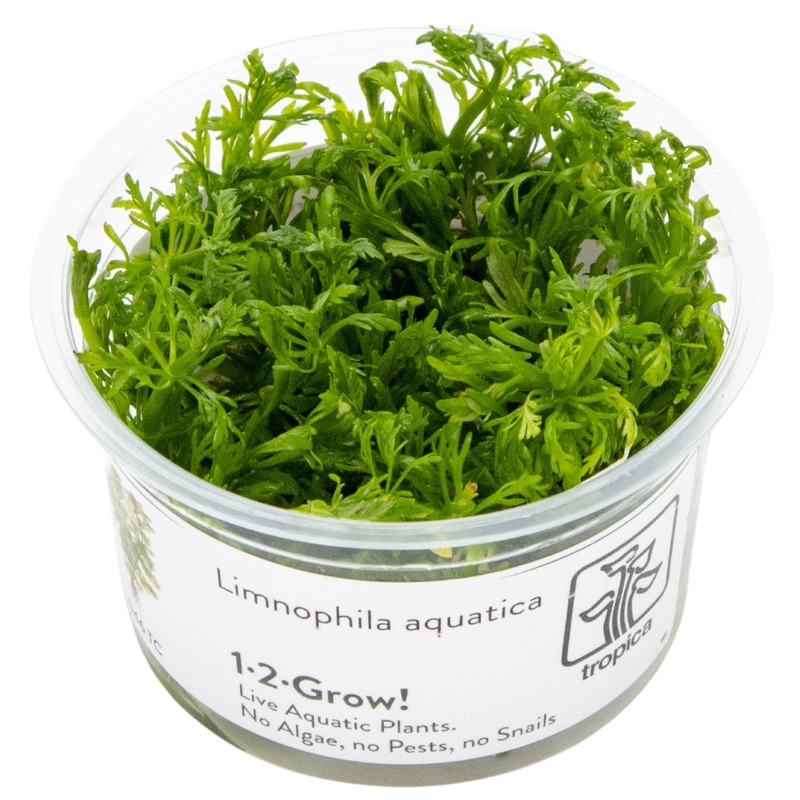 Limnophila aquatica in vitro