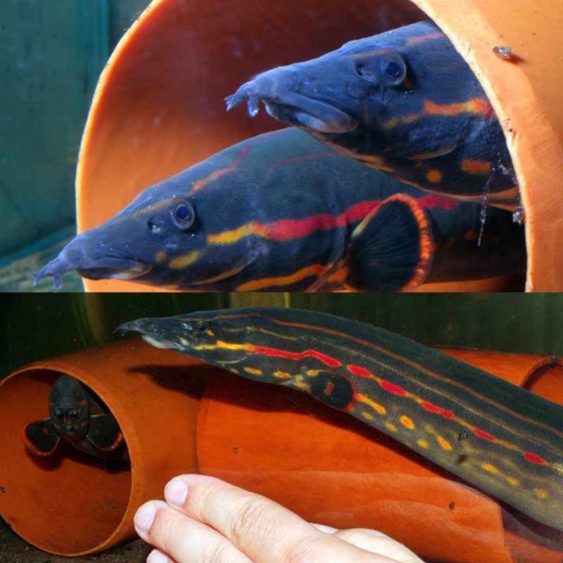 Mastacembelus erythrotaenia 8-15cm