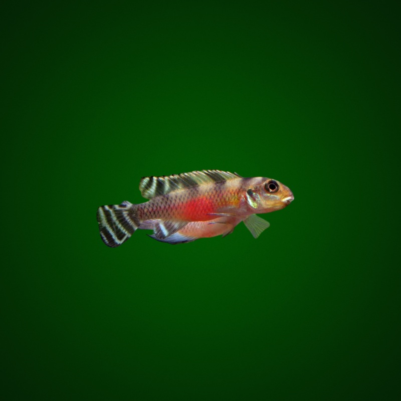 Nanochromis Transvestitus 4-5,5