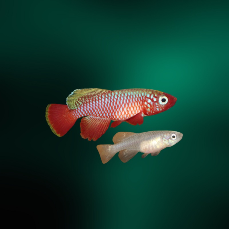 Nothobranchius Cardinalis