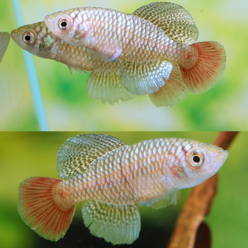 Nothobranchius patrizii