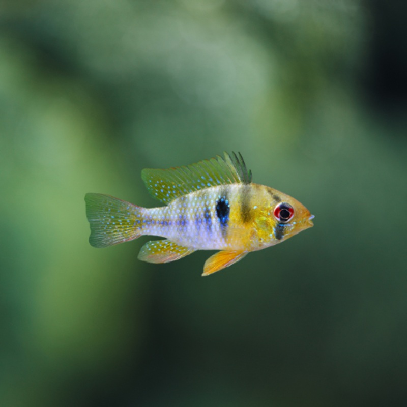 Papiliochromis ramirezi Wild