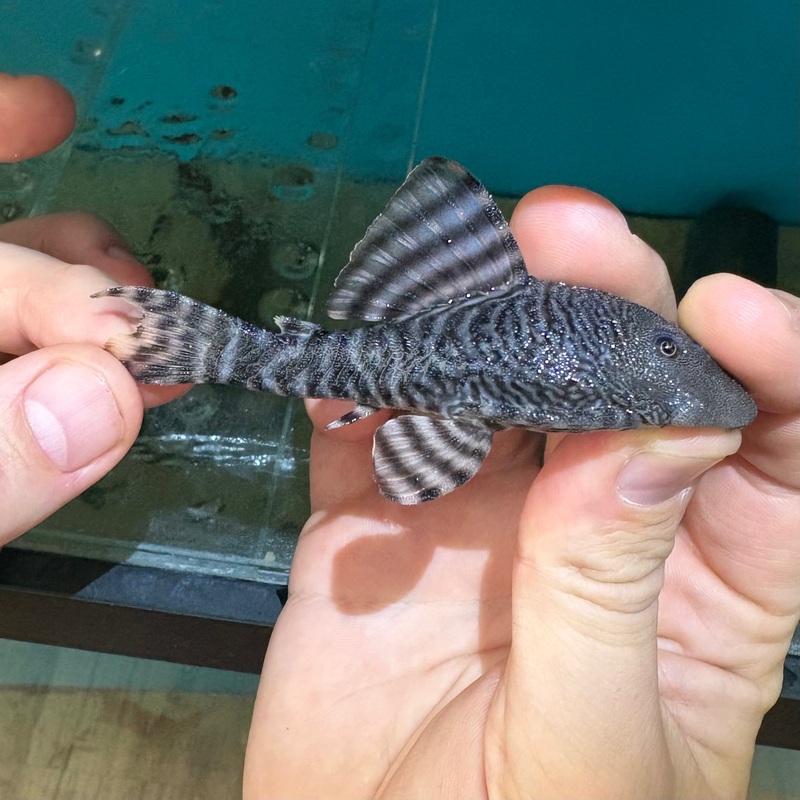Pareja L226 Panaqolus Changae
