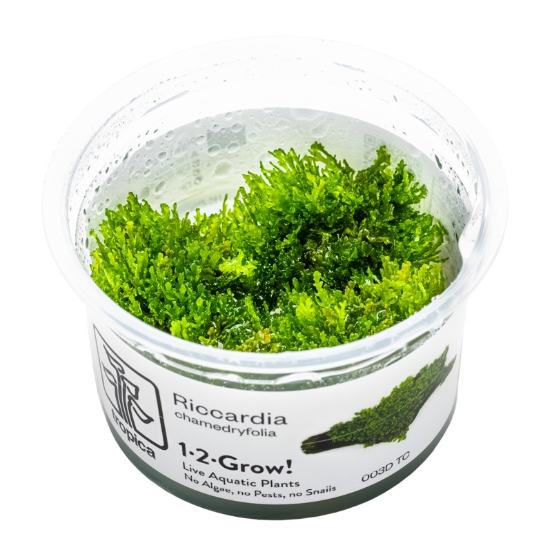 Riccardia chamedryfolia in vitro