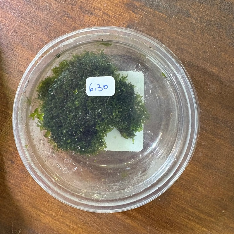 Riccardia chamedryfolia / Mini Coral moss
