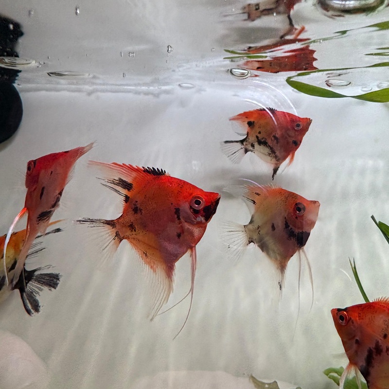 Scalar Red Devil 3-4 cm