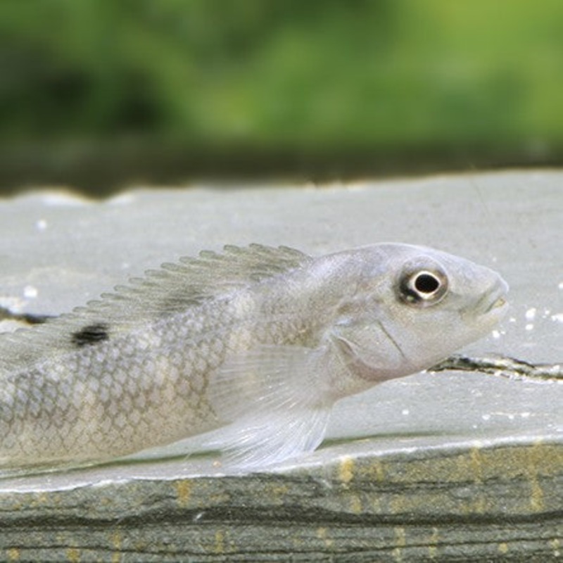 Steatocranus gibbiceps 3-4cm | peces agua dulce